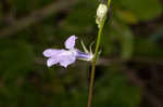 Glade lobelia